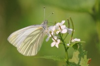 Green-veined White 2011 - Brian Knight