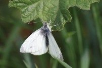 Green-veined White 2011 - Brian Knight