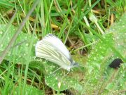 Green-veined White 2005 - Steve Lane