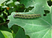 Large White larva 2015 - Dave Miller