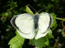 Large White (m) 2016 - Dave Miller