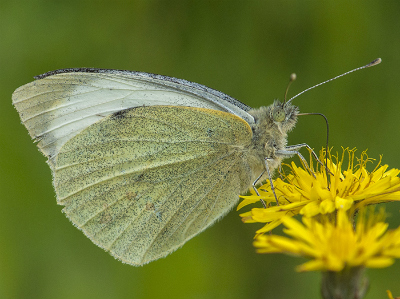 Large White 2017 - Bob Clift