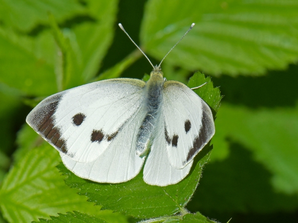 Large White (f) 2018 - David Hunt