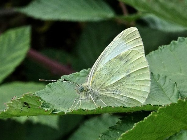 Large White 21Aug19 - Dave Miller