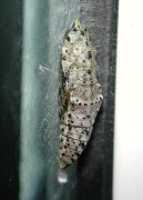 Large White chrysalis 2005 - Andrew Middleton