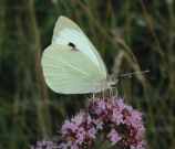 Large White 2001 - Nick Sampford