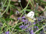 Large White 2005 - Steve Lane