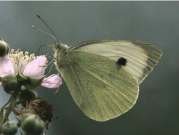 Large White - John Stevens