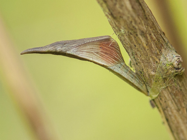 Orange Tip pupa - Bob Clift 2015