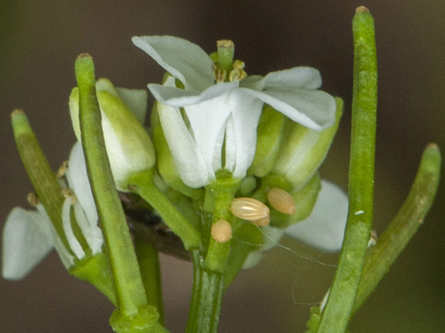 Orange Tip eggs 2017 - Bob Clift