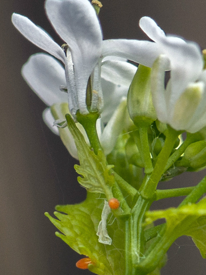 Orange Tip eggs 2016 - Bob Clift