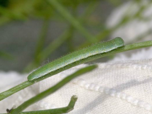 Orange Tip larva 2005 - Liz Goodyear