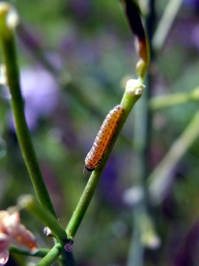 Orange Tip larvae 2010 - Dave Miller