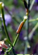 Orange Tip caterpillar 2010 - Dave Miller