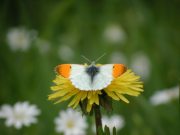 Orange Tip 2001 - Nick Sampford