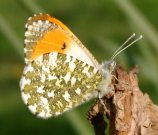 Orange Tip 2004 - Rachel Terry