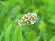 Orange Tip 2005 - Steve Lane