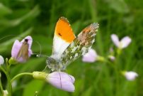 Orange Tip 2006 - David Gompertz