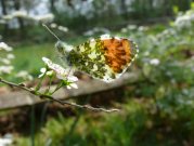 Orange Tip 2007 - Steve Lane