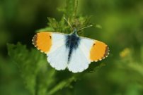 Orange Tip 2008 - Clive Burrows