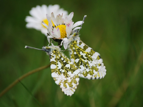 Orange Tip 2008 - Phil MacMurdie