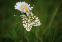 Orange Tip 2008 - Phil MacMurdie