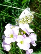 Orange Tip 2009 - Dave Miller