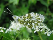 Orange Tip 2009 - Elizabeth Debenham