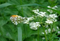 Orange Tip 2010 - Ernest Leahy