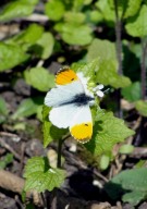 Orange Tip 2010 - Dave Miller