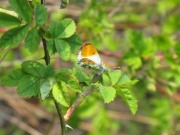 Orange Tip 2010 - Elizabeth Debenham