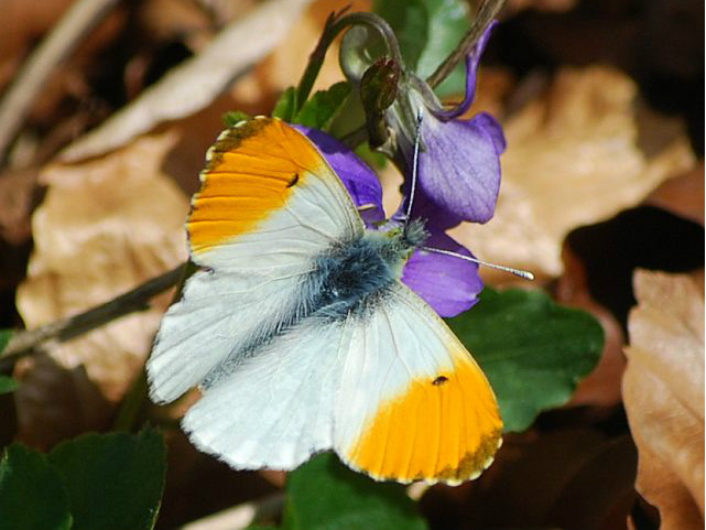 Orange-tip (m) 2010 - Robin Pearson