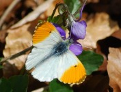 Orange Tip 2010 - Robin Pearson