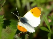 Orange Tip 2010 - Sezar Hikmet