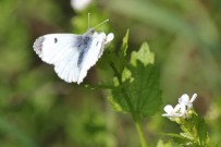 Orange Tip 2011 - Brian Knight