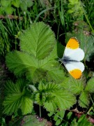 Orange Tip 2011 - Dave Miller