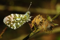 Orange Tip 2011 - Lee Browne