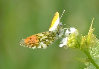 Orange Tip 2011 - Robin Pearson