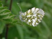 Orange Tip female  2004 - Steven Penn	