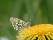 Orange Tip 2002 - Nick Sampford