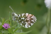 Orange Tip 2008 - Clive Burrows