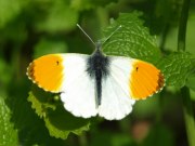 Orange Tip 2009 - Sezar Hikmet