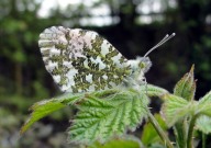 Orange Tip 2010 - Dave Miller