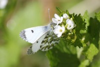 Orange Tip 2011 - Brian Knight