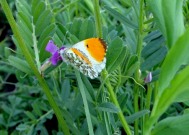 Orange Tip 2011 - Dave Miller