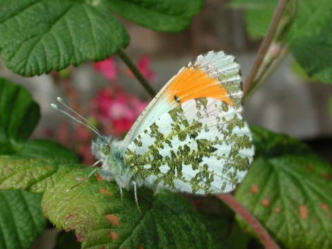 Orange Tip 2002 - Nick Sampford