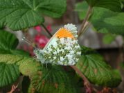 Orange Tip 2002 - Nick Sampford