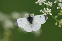 Orange Tip 2008 - Clive Burrows