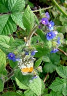 Orange Tip 2009 - Dave Miller