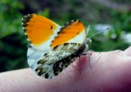 Orange Tip 2010 - Dave Miller